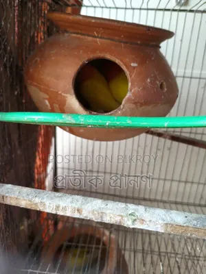 Love Bird. Full running pair. One single cockatiel and one love bird