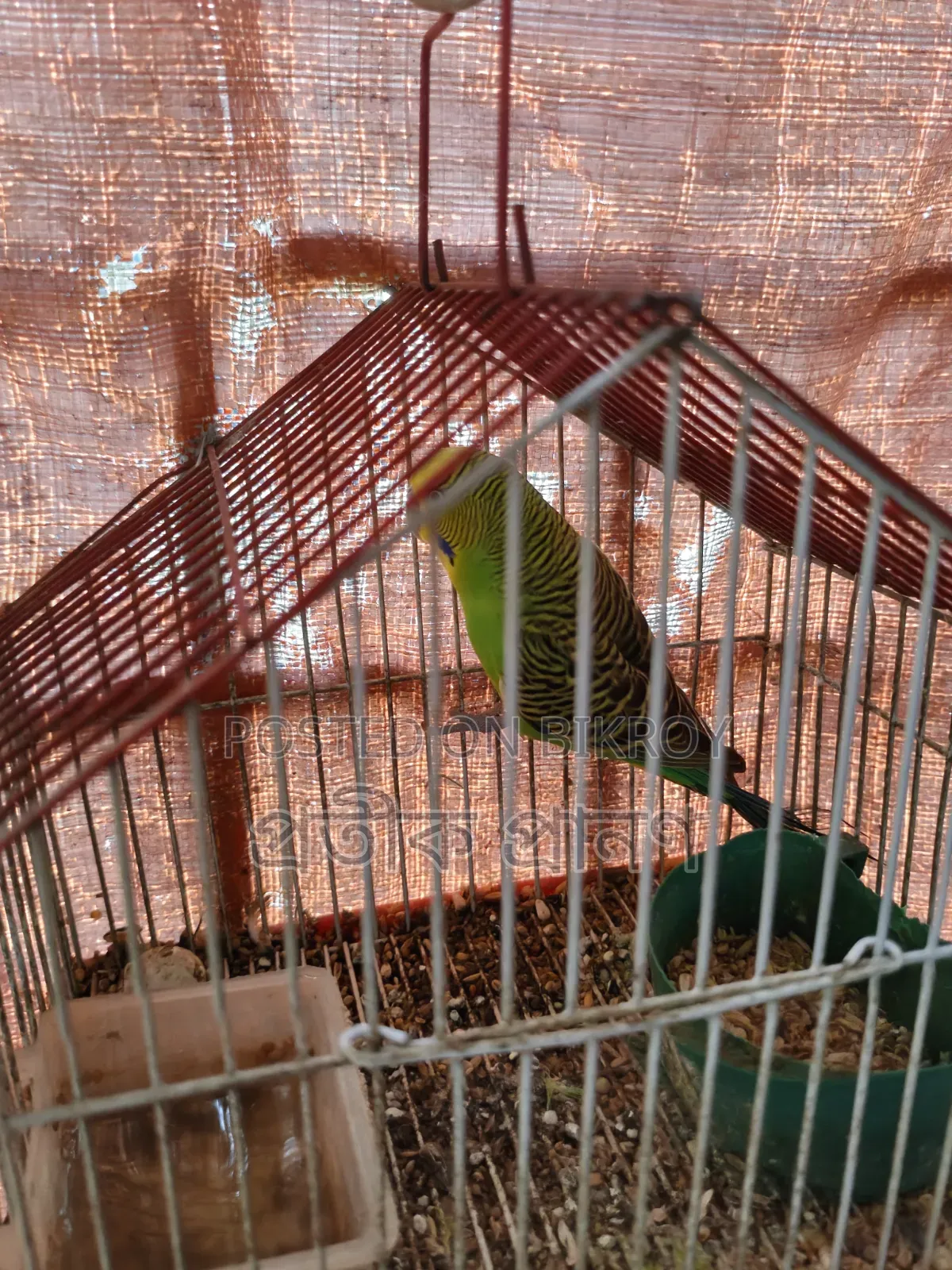 Love Bird. Full running pair. One single cockatiel and one love bird