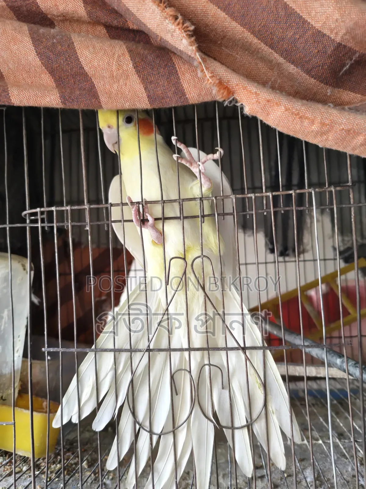 Love Bird. Full running pair. One single cockatiel and one love bird