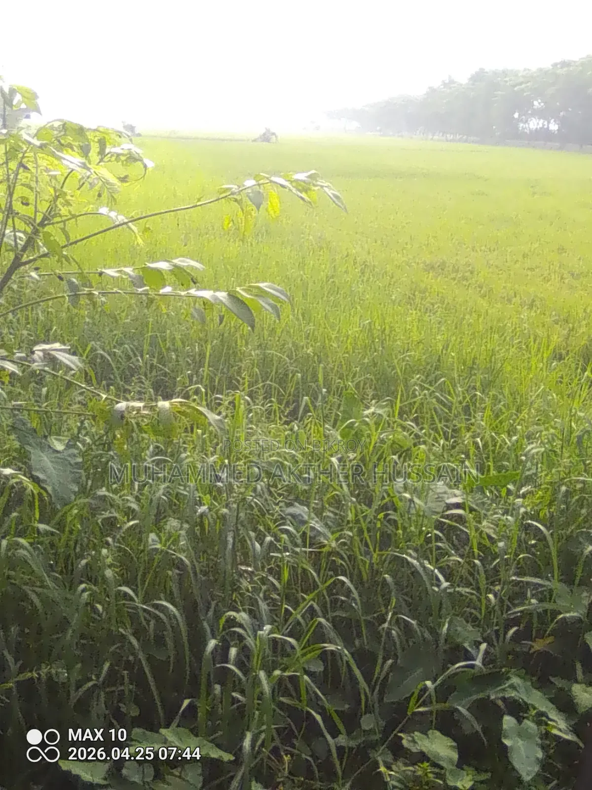 German Grass for Sale