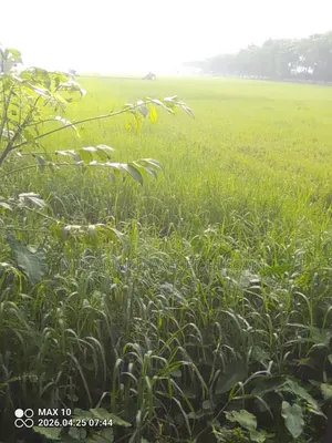 জার্মান ঘাস বিক্রি হবে
