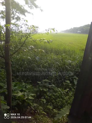 German Grass for Sale