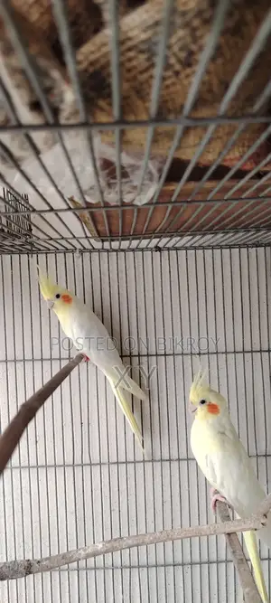 Lutino Cockatiel Pair