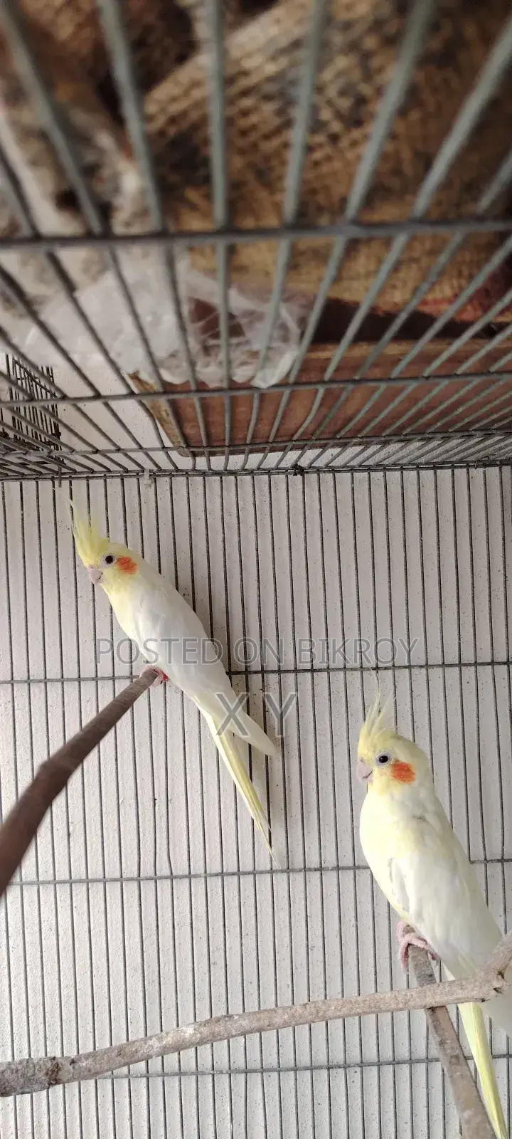 Lutino Cockatiel Pair