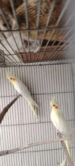 Lutino Cockatiel Pair