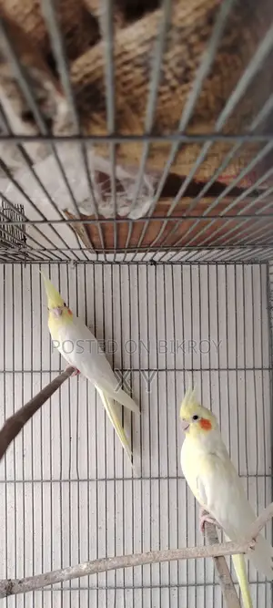 Lutino Cockatiel Pair