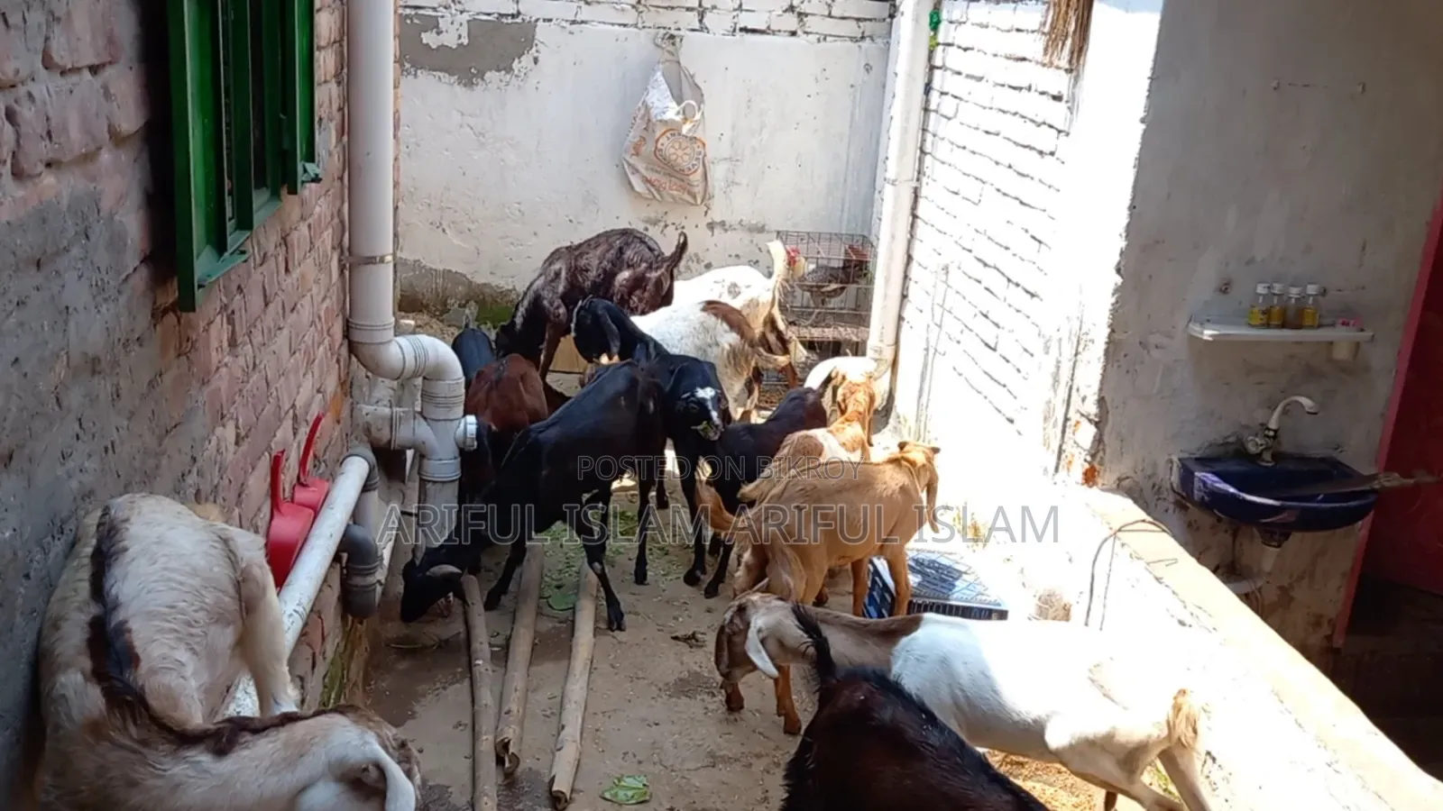 Kisu Goat Bikry Hobay