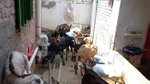 Kisu Goat Bikry Hobay