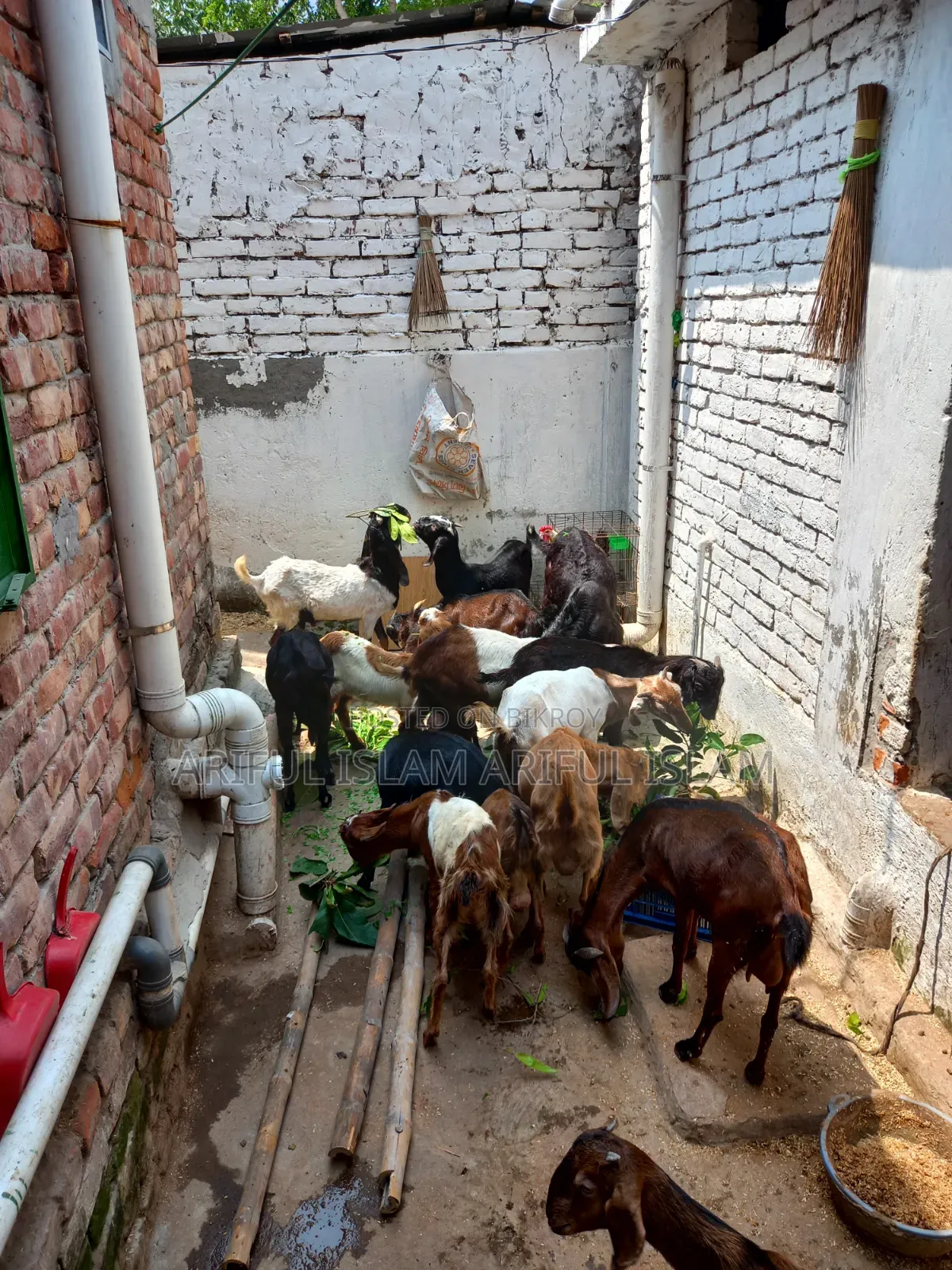 Kisu Goat Bikry Hobay