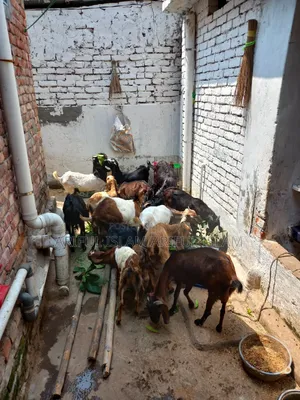 Kisu Goat Bikry Hobay