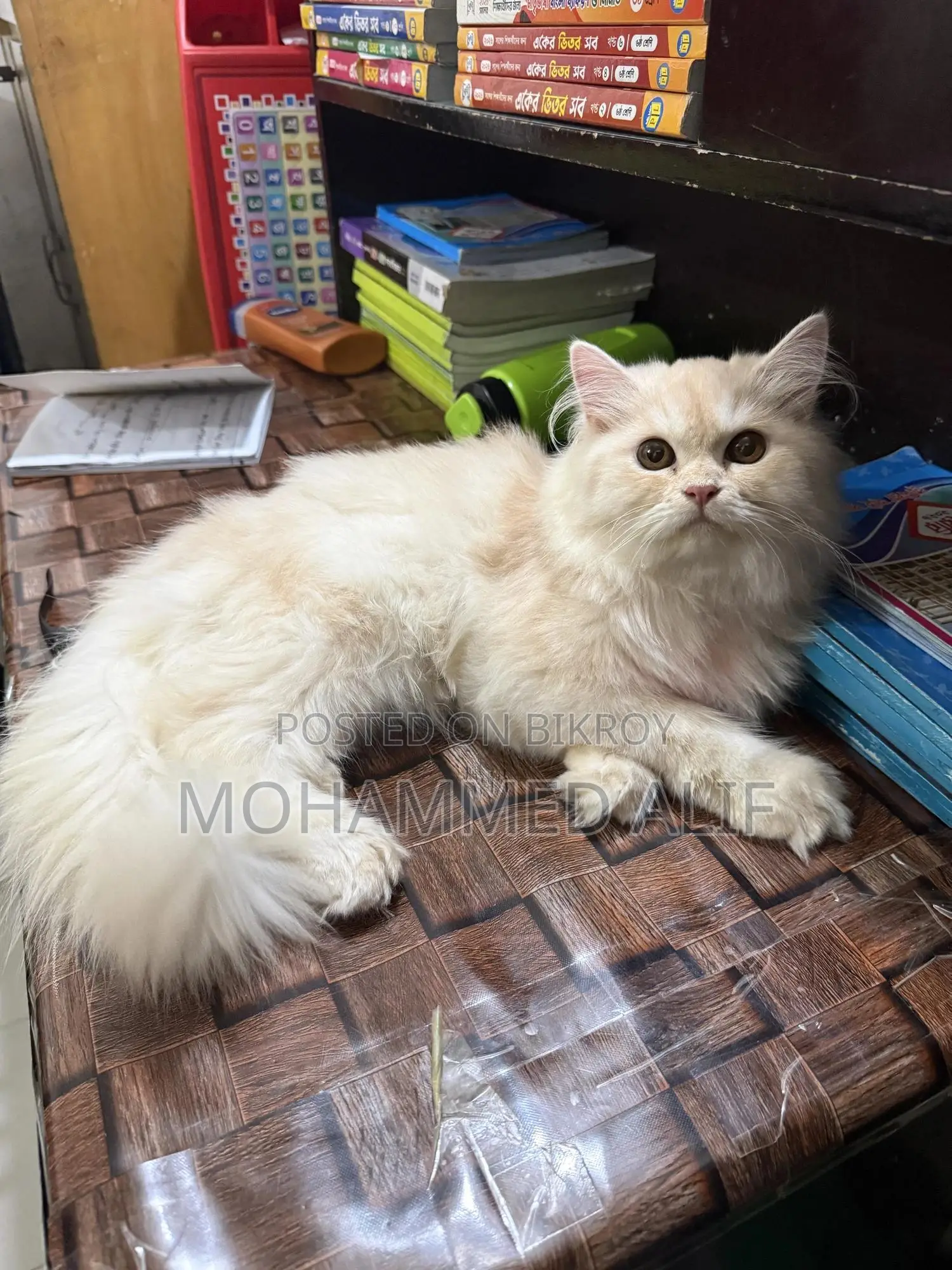 6-12 Months Male Purebred Persian