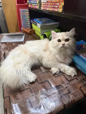 6-12 Months Male Purebred Persian