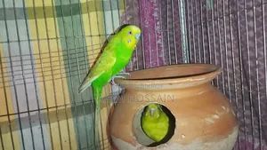 Budgerigar Bird (Bazigur Pakhi)