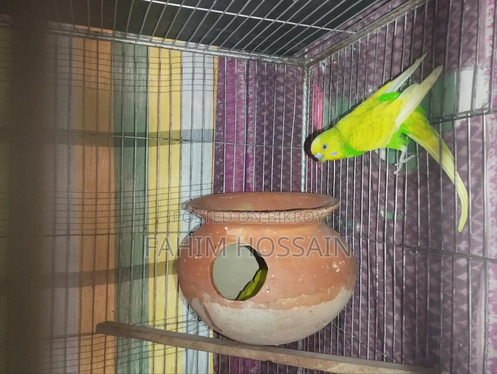 Budgerigar Bird (Bazigur Pakhi)