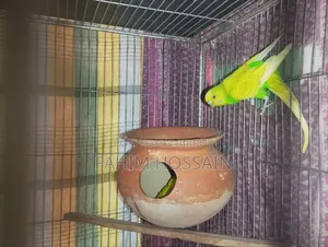 Budgerigar Bird (Bazigur Pakhi)