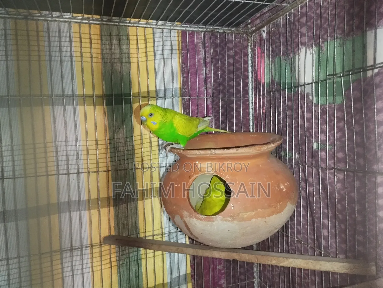 Budgerigar Bird (Bazigur Pakhi)