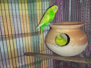 Budgerigar Bird (Bazigur Pakhi)