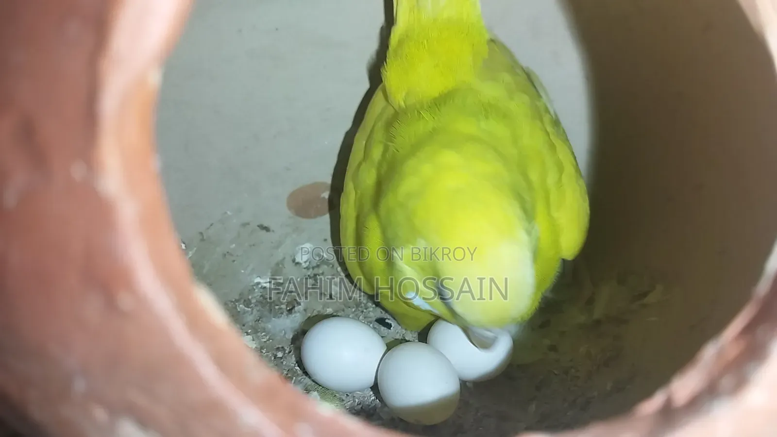 Budgerigar Bird (Bazigur Pakhi)