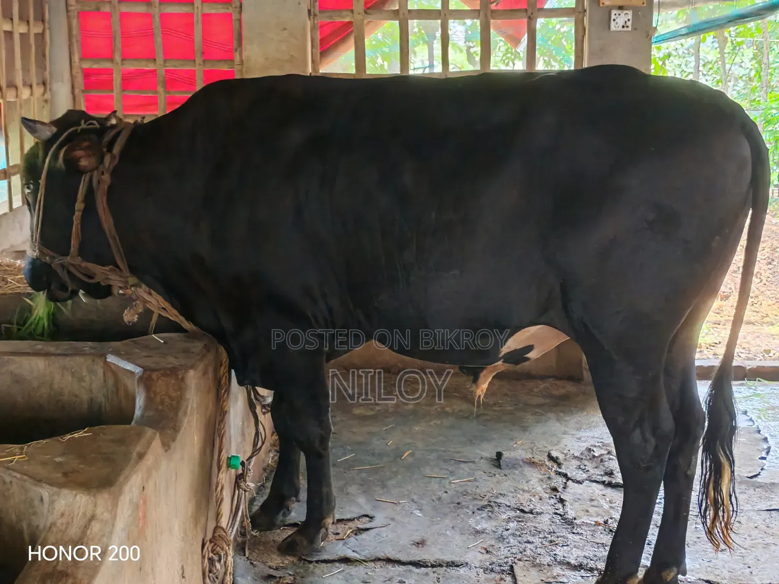 গরুটি বিক্রয় করা হবে।।