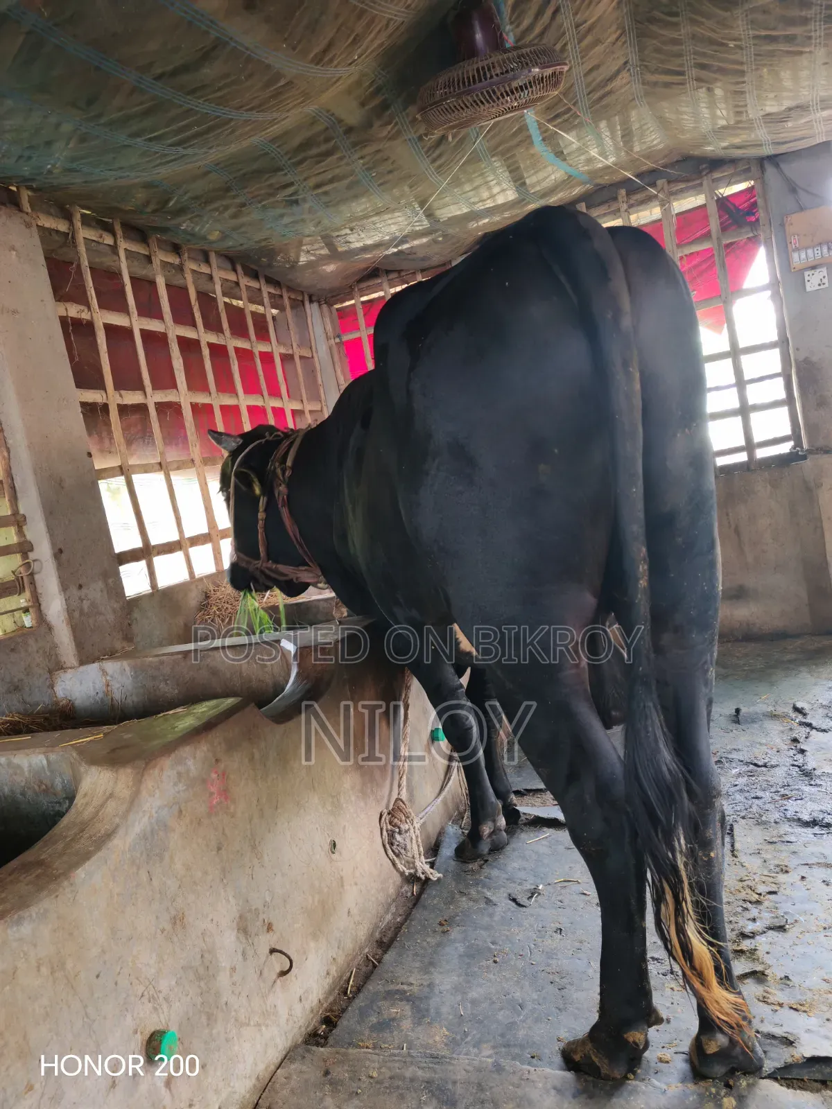 গরুটি বিক্রয় করা হবে।।