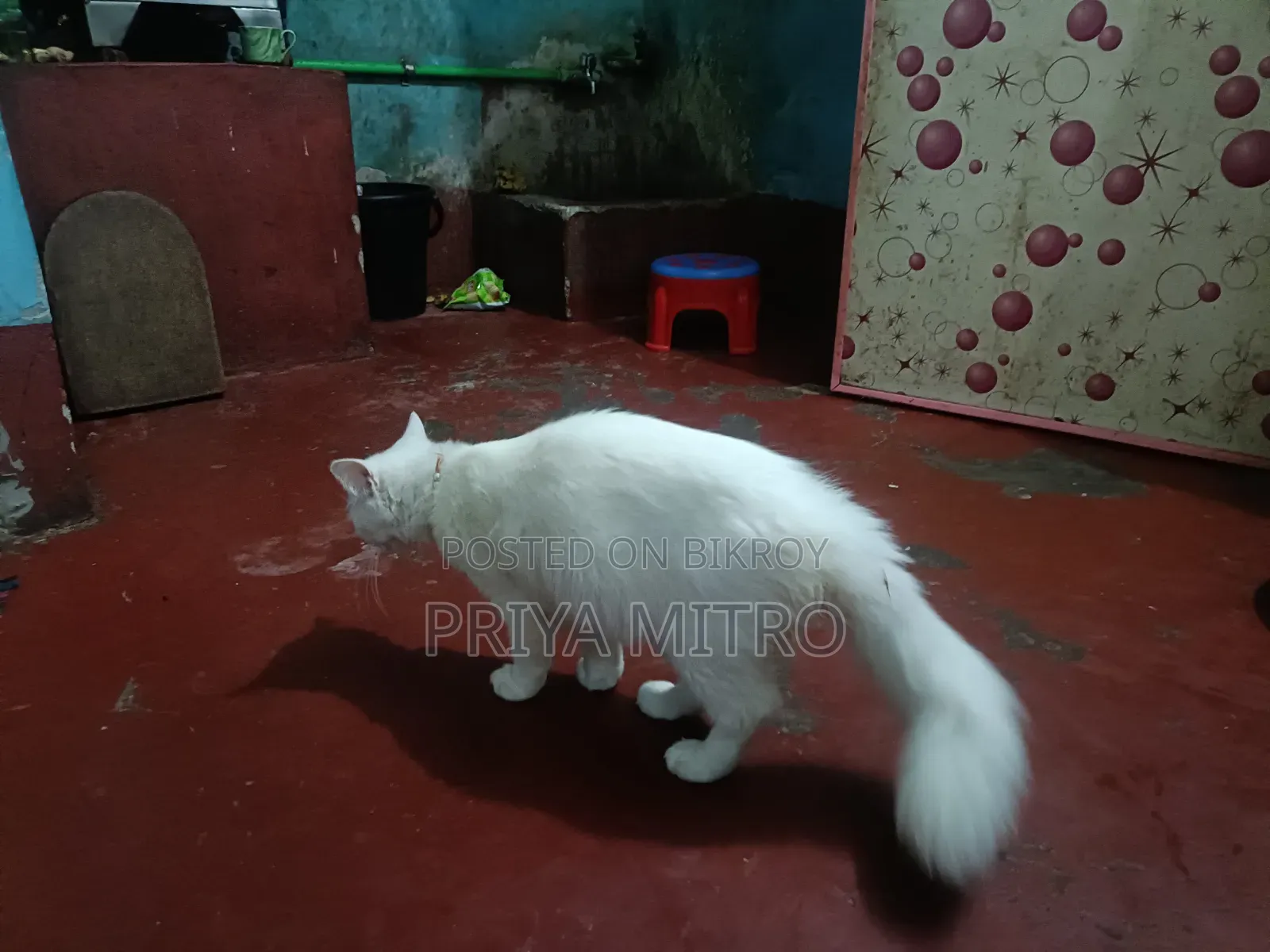 3-6 Months Female Mixed Breed Persian
