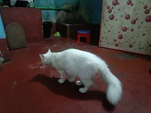 3-6 Months Female Mixed Breed Persian