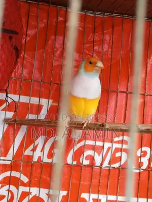 One male Finch bird for sale