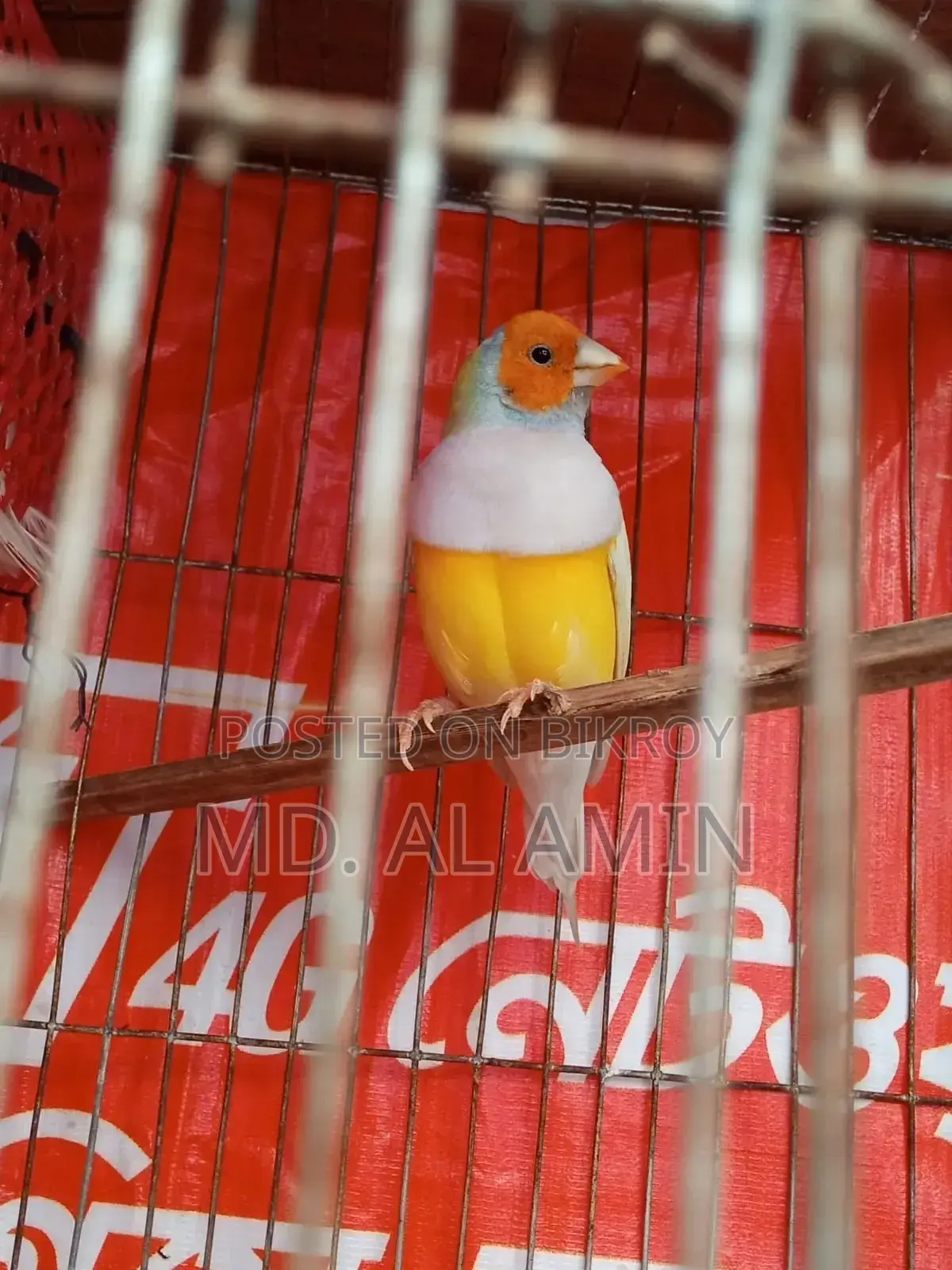 One male Finch bird for sale