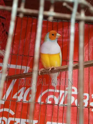 One male Finch bird for sale