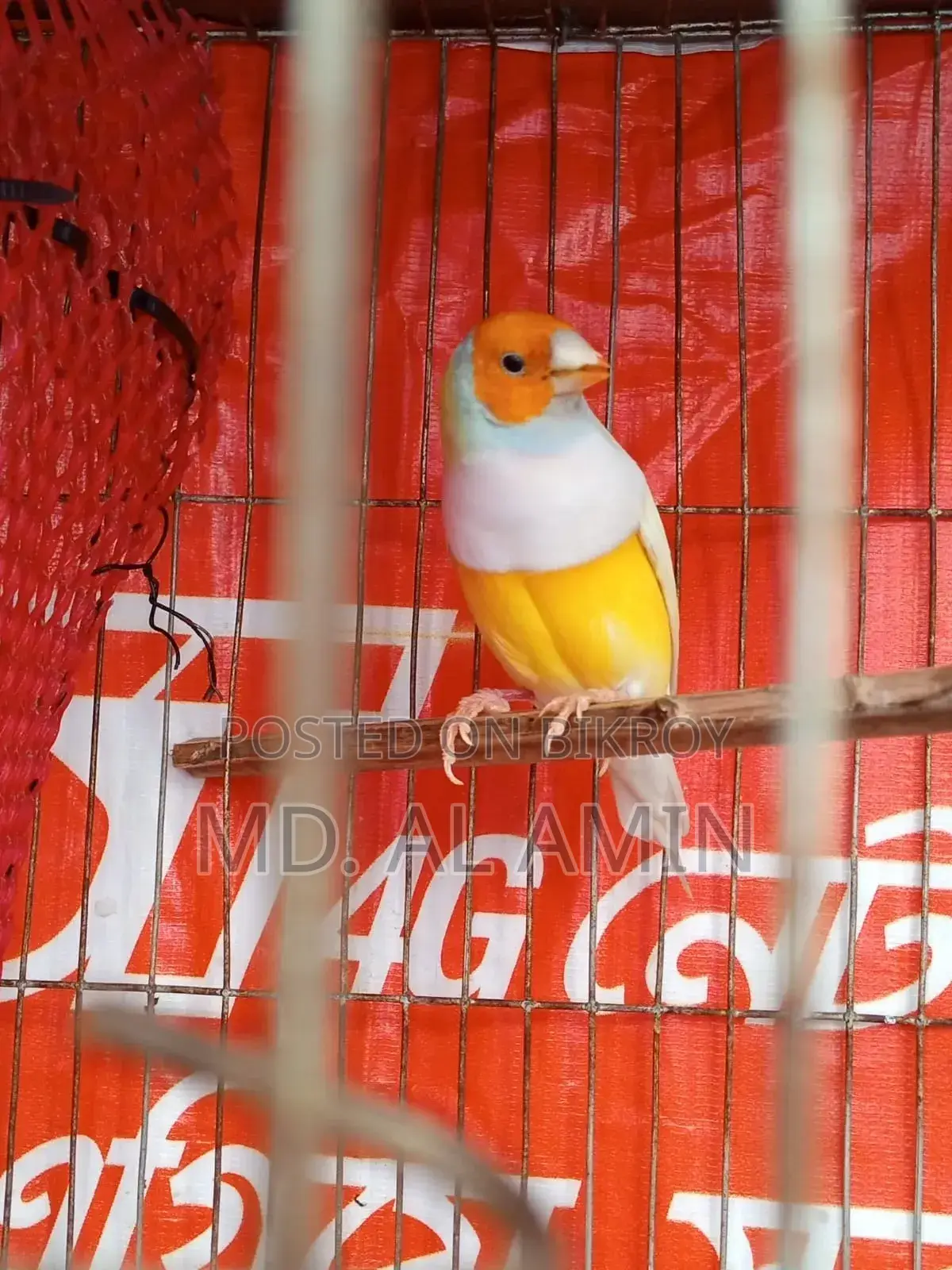 One male Finch bird for sale