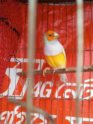 One male Finch bird for sale