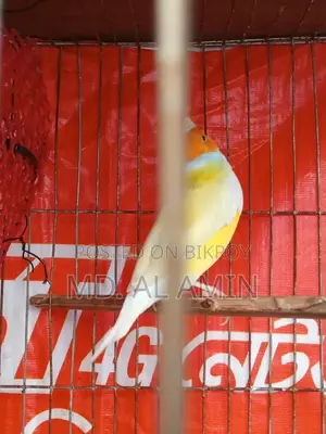 One male Finch bird for sale