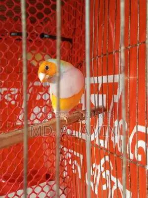 One male Finch bird for sale
