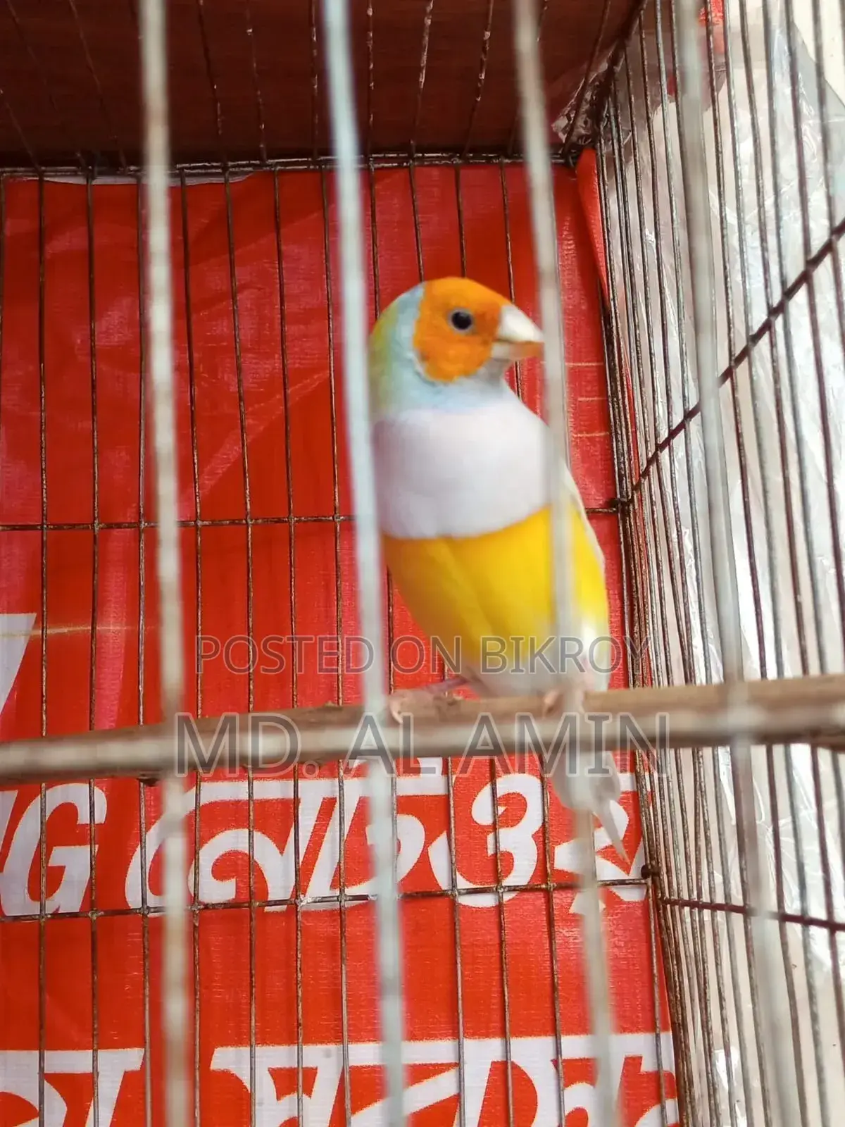 One male Finch bird for sale