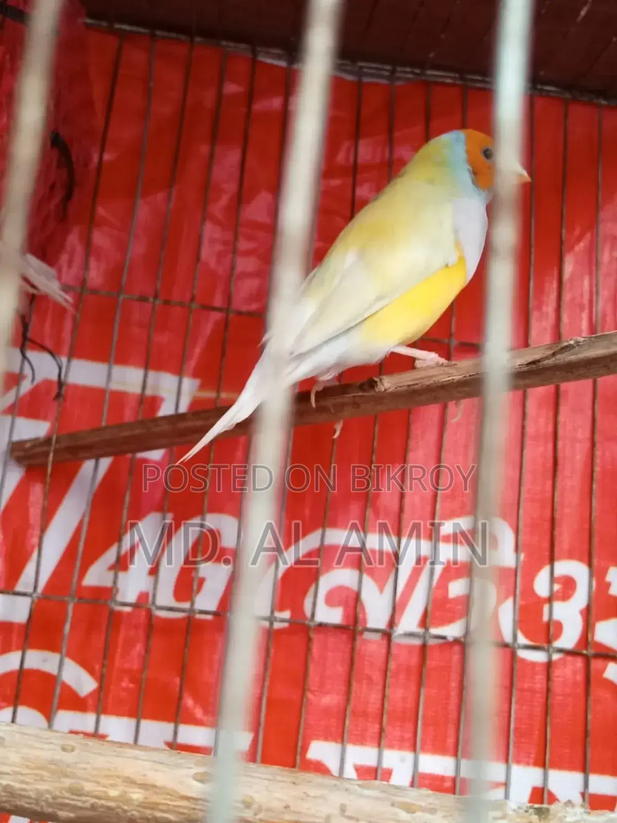 One male Finch bird for sale