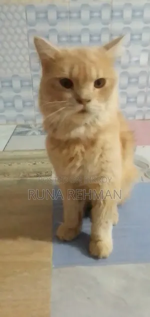 1-3 Months Male Purebred Persian