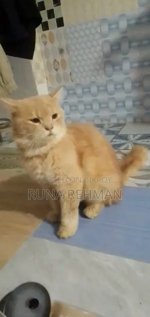 1-3 Months Male Purebred Persian