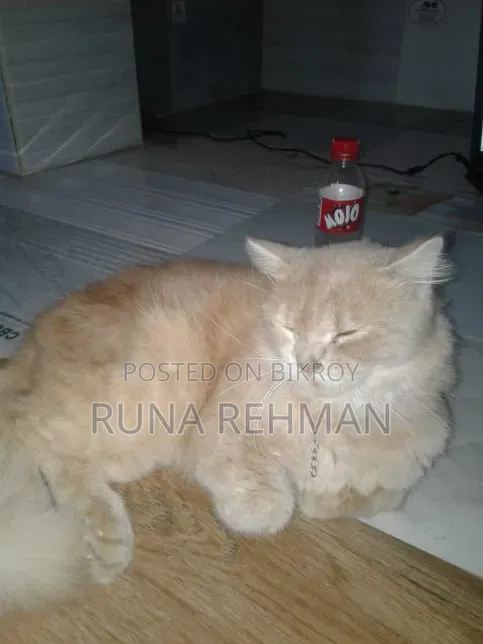 1-3 Months Male Purebred Persian