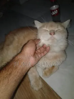 1-3 Months Male Purebred Persian