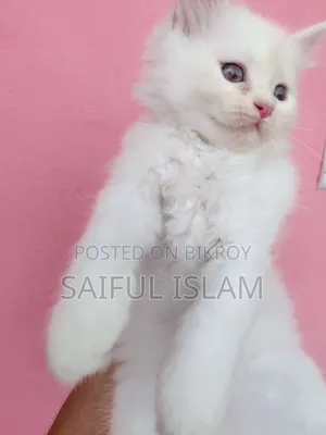 1-3 Months Male Purebred Persian