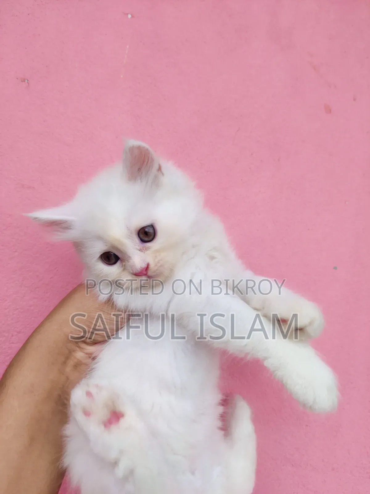 1-3 Months Male Purebred Persian