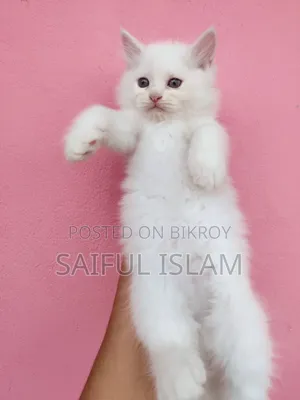 1-3 Months Male Purebred Persian