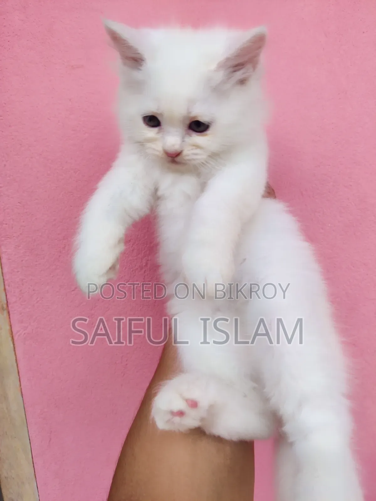 1-3 Months Male Purebred Persian