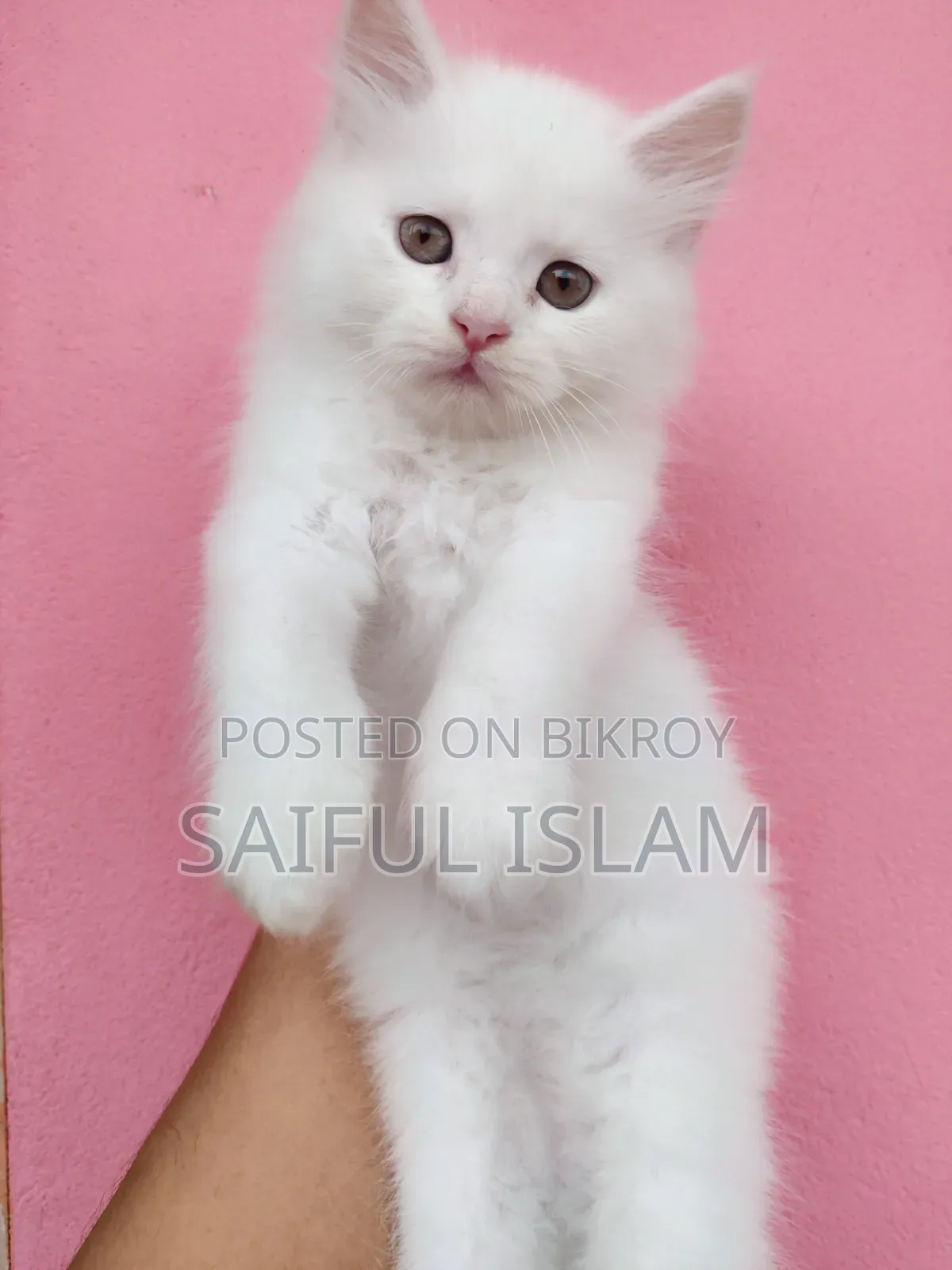 1-3 Months Male Purebred Persian