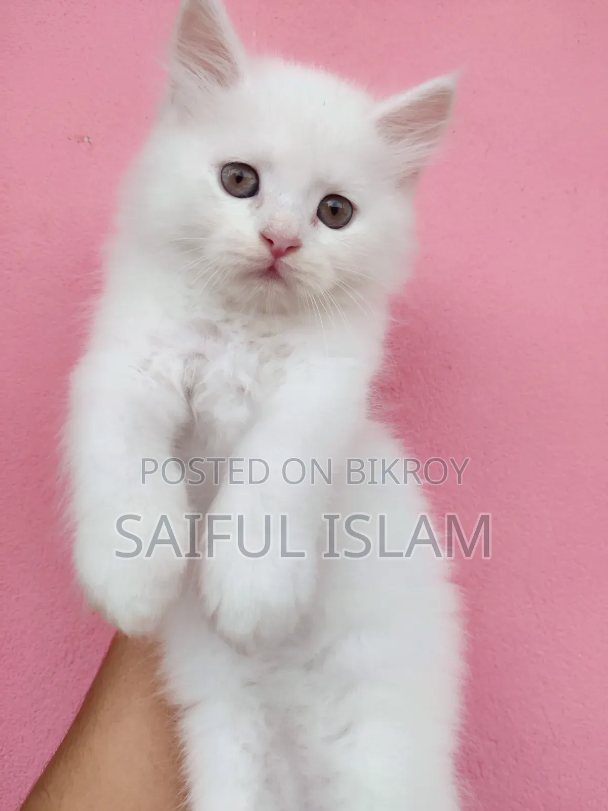1-3 Months Male Purebred Persian
