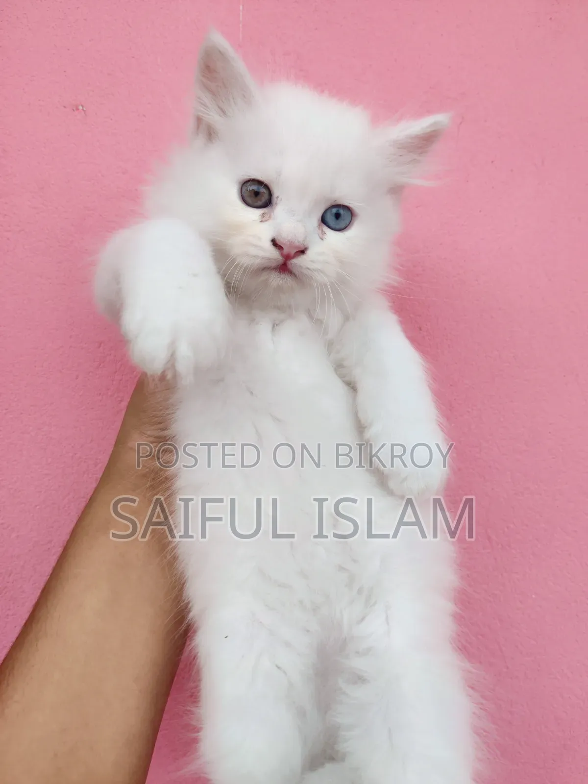 1-3 Months Male Purebred Persian