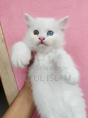 1-3 Months Male Purebred Persian