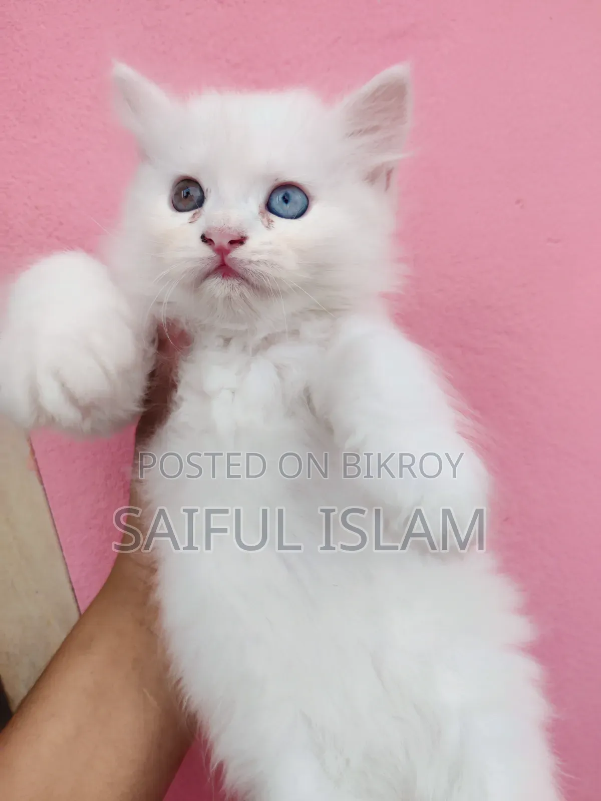 1-3 Months Male Purebred Persian