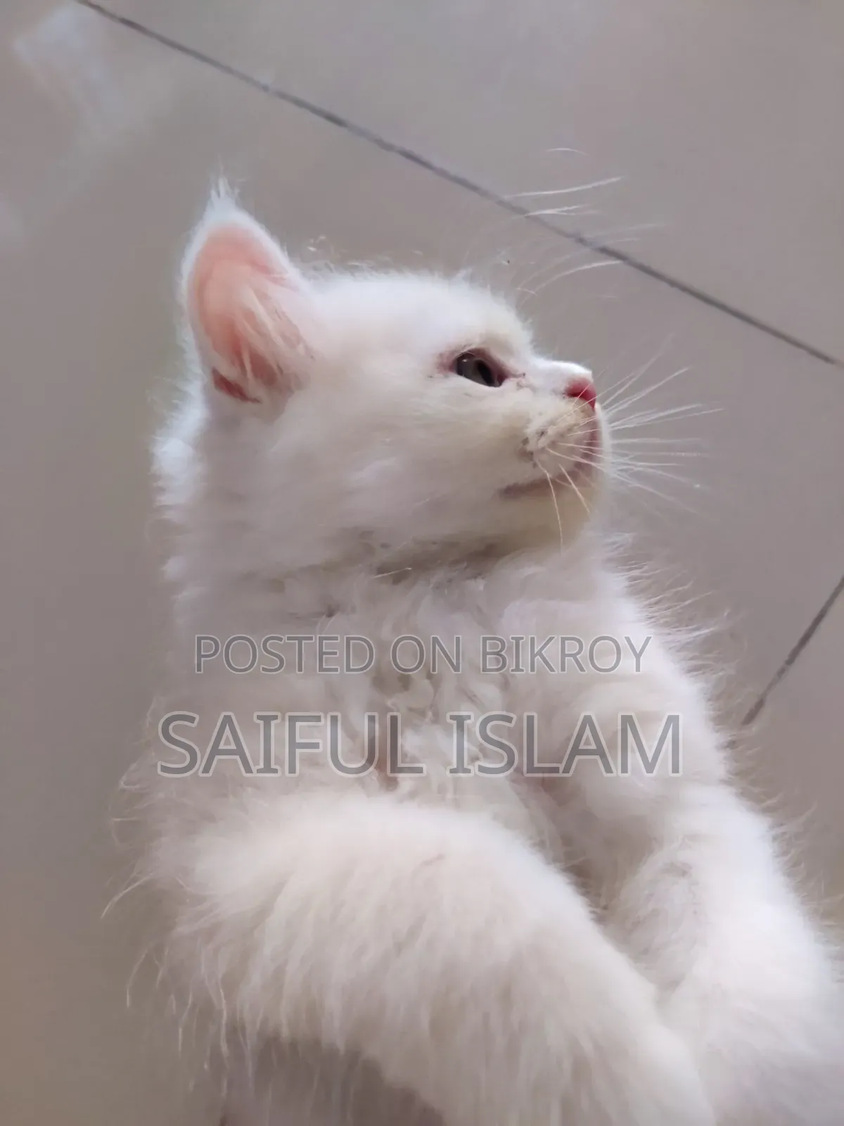1-3 Months Male Purebred Persian
