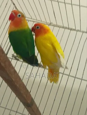 Love Bird Fisher Pair